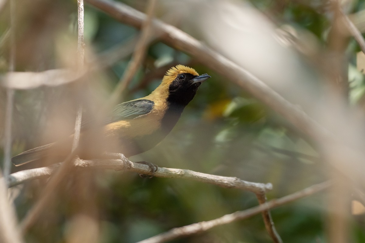 Burnished-buff Tanager - ML625441708