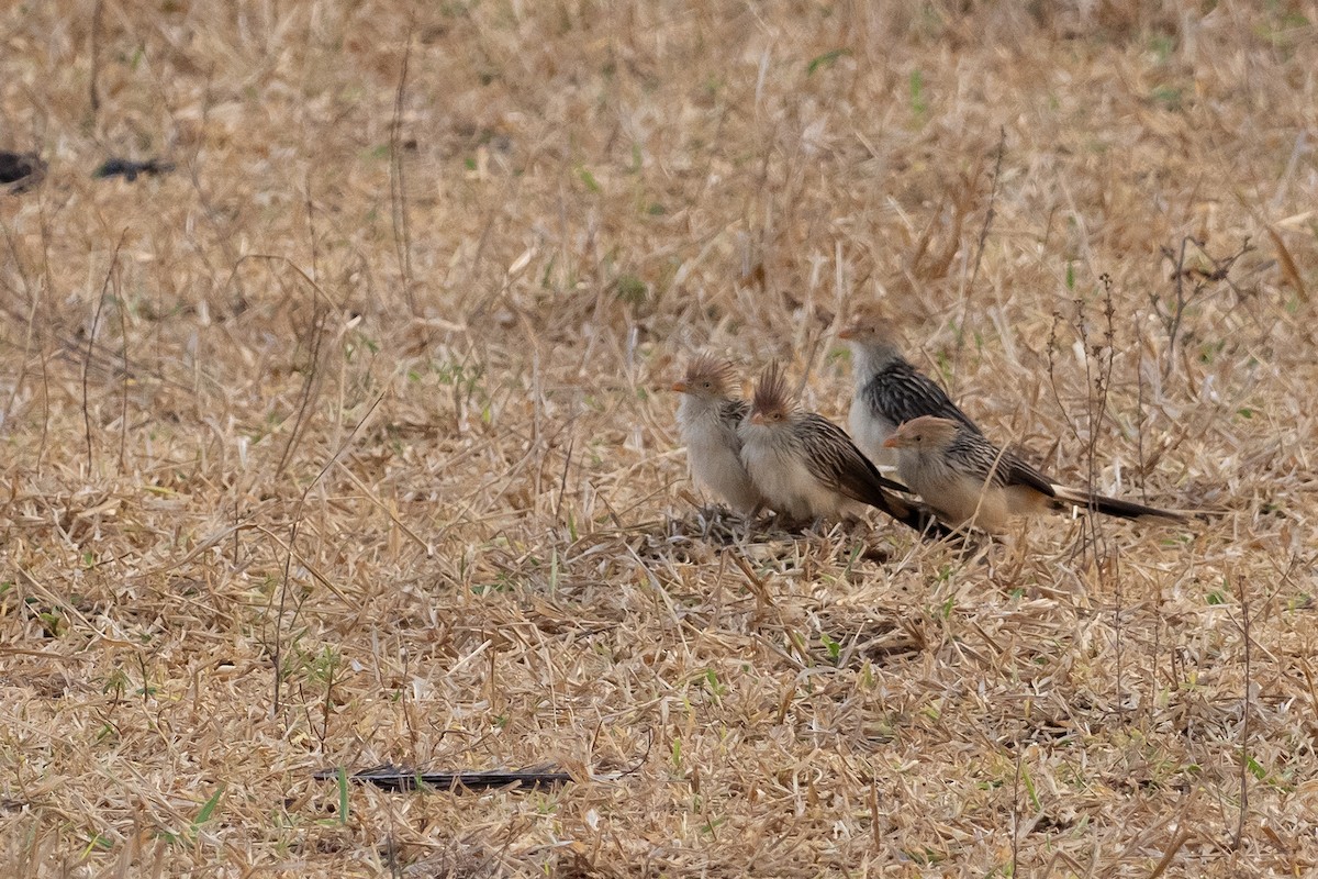 Guira Cuckoo - ML625441787