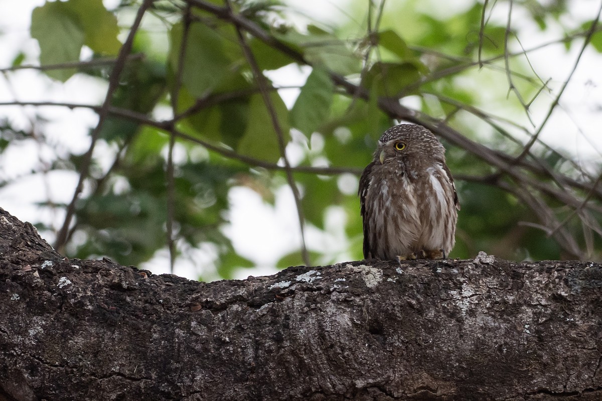 Ferruginous Pygmy-Owl - ML625441805