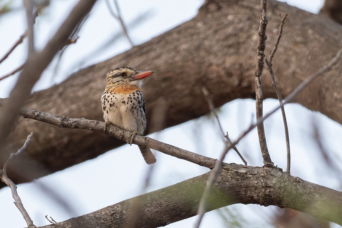 Spot-backed Puffbird - ML625441808