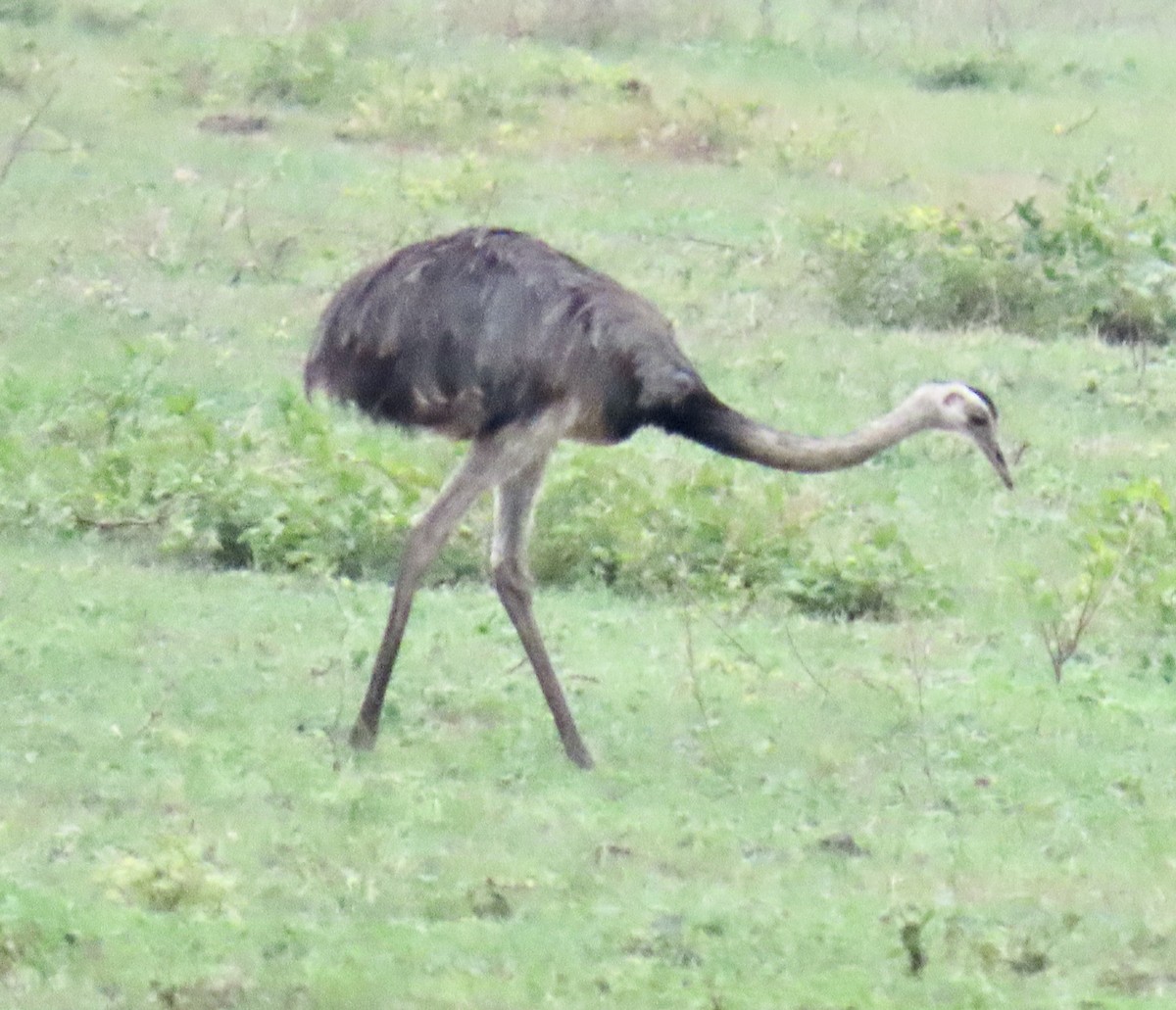 Greater Rhea - ML625441829