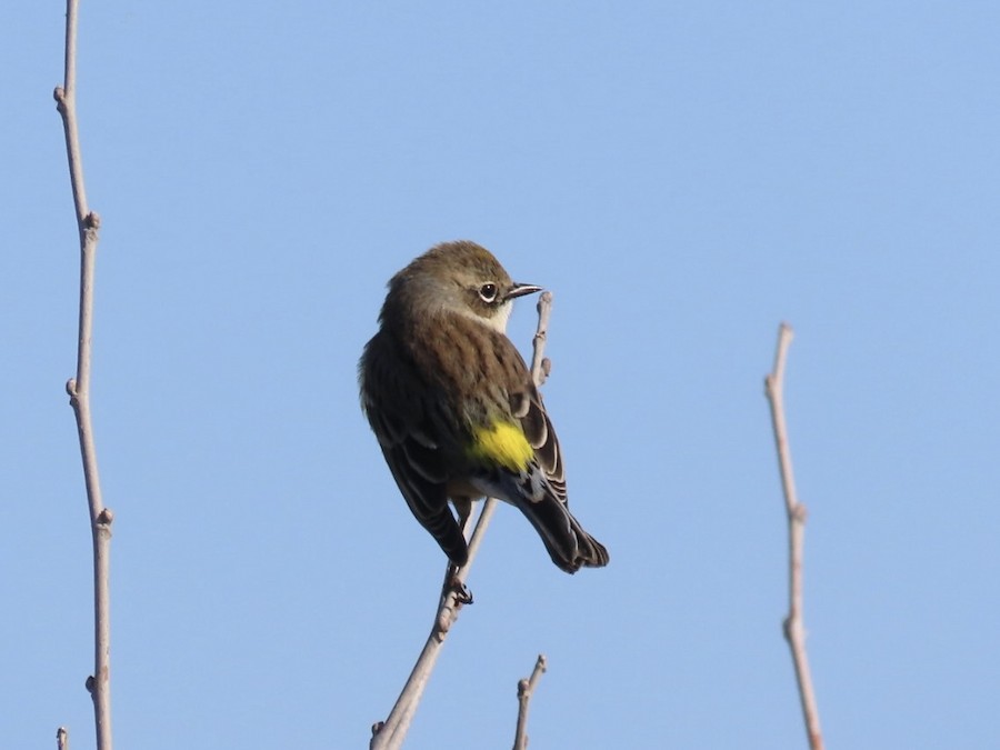 Yellow-rumped Warbler - Ruth Bergstrom