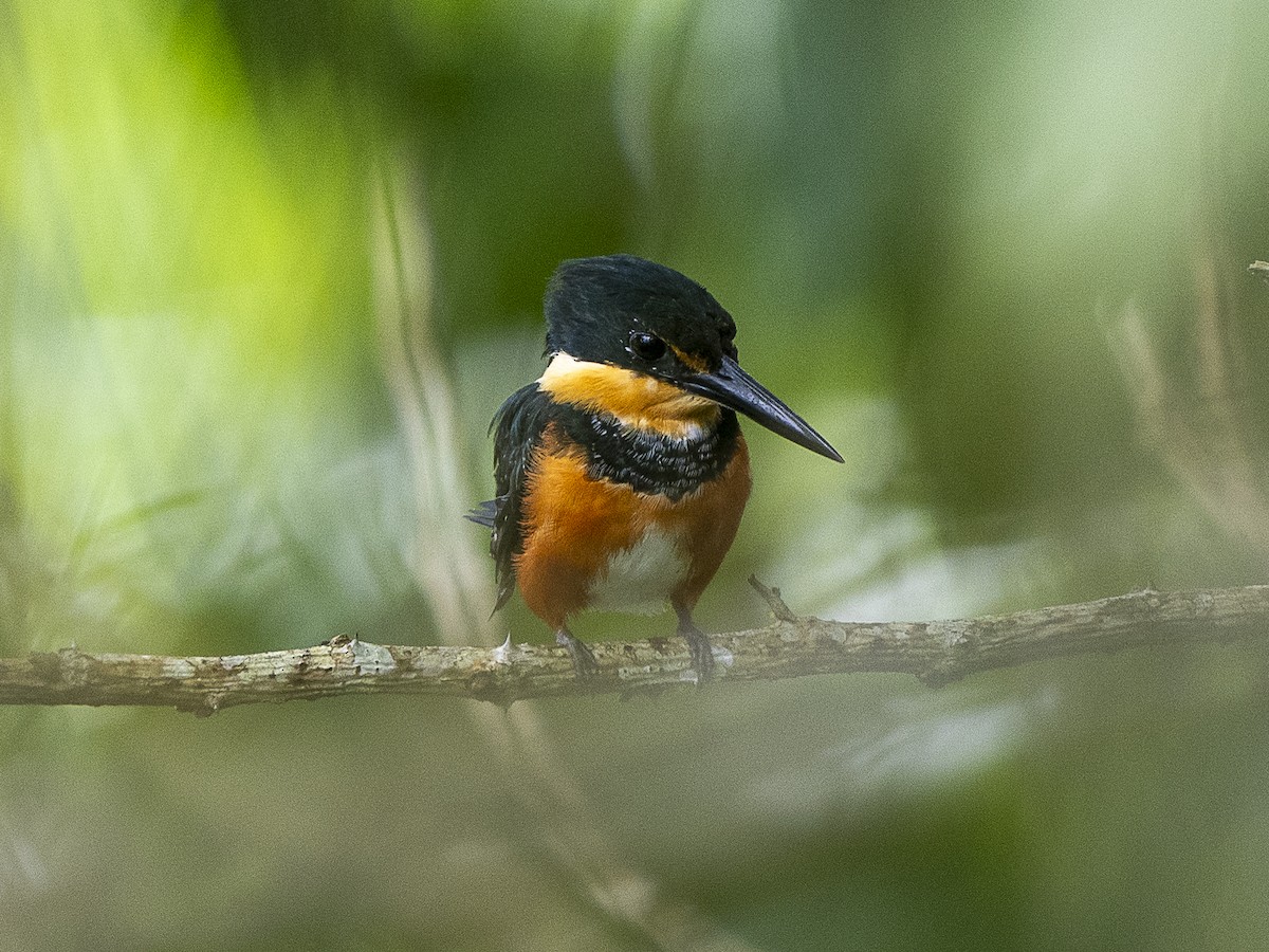 American Pygmy Kingfisher - ML625442061