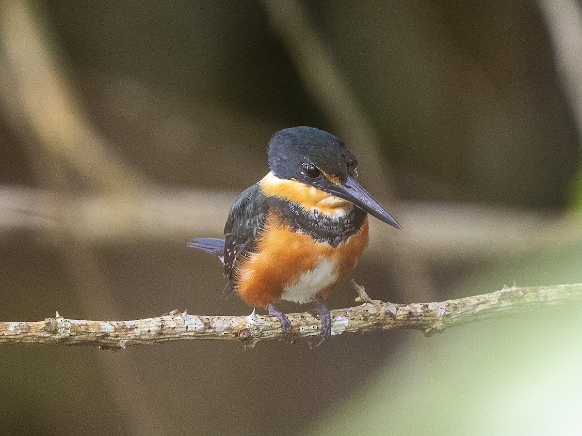 American Pygmy Kingfisher - ML625442069