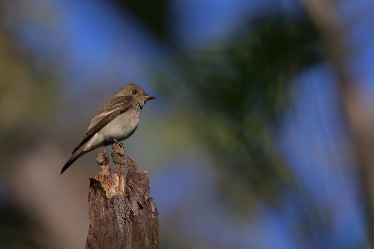 Western Wood-Pewee - Daniel Becerra