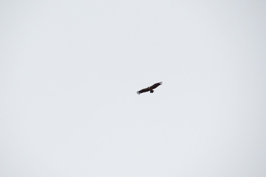 gåsegribb - ML625442166