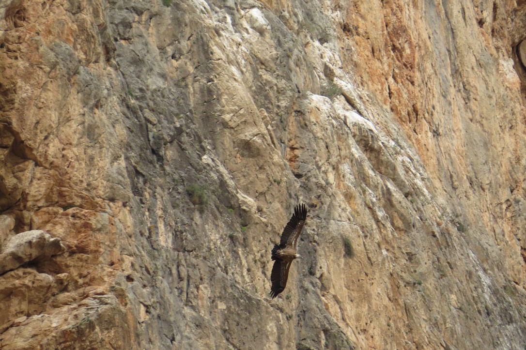 gåsegribb - ML625442167