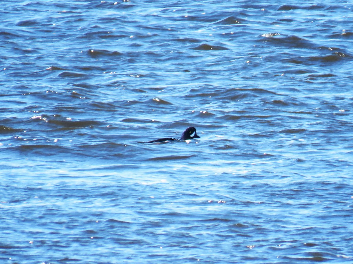 Barrow's Goldeneye - ML625442223