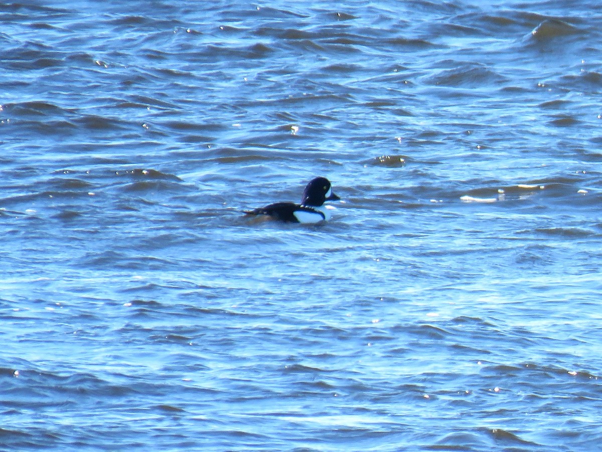 Barrow's Goldeneye - ML625442306