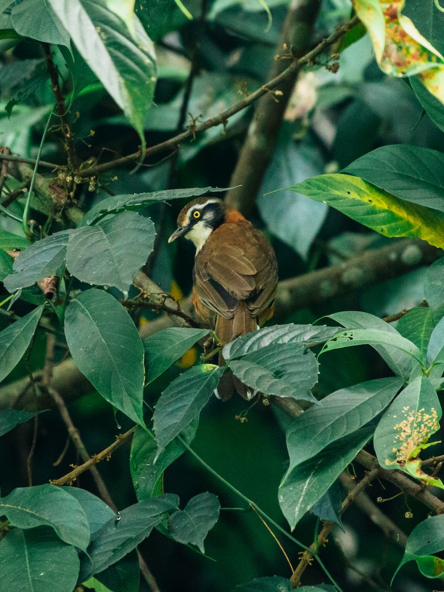 Lesser Necklaced Laughingthrush - Dipankar Dev