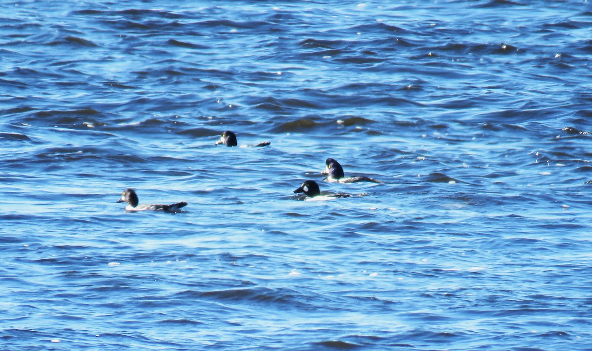 Barrow's Goldeneye - ML625442368