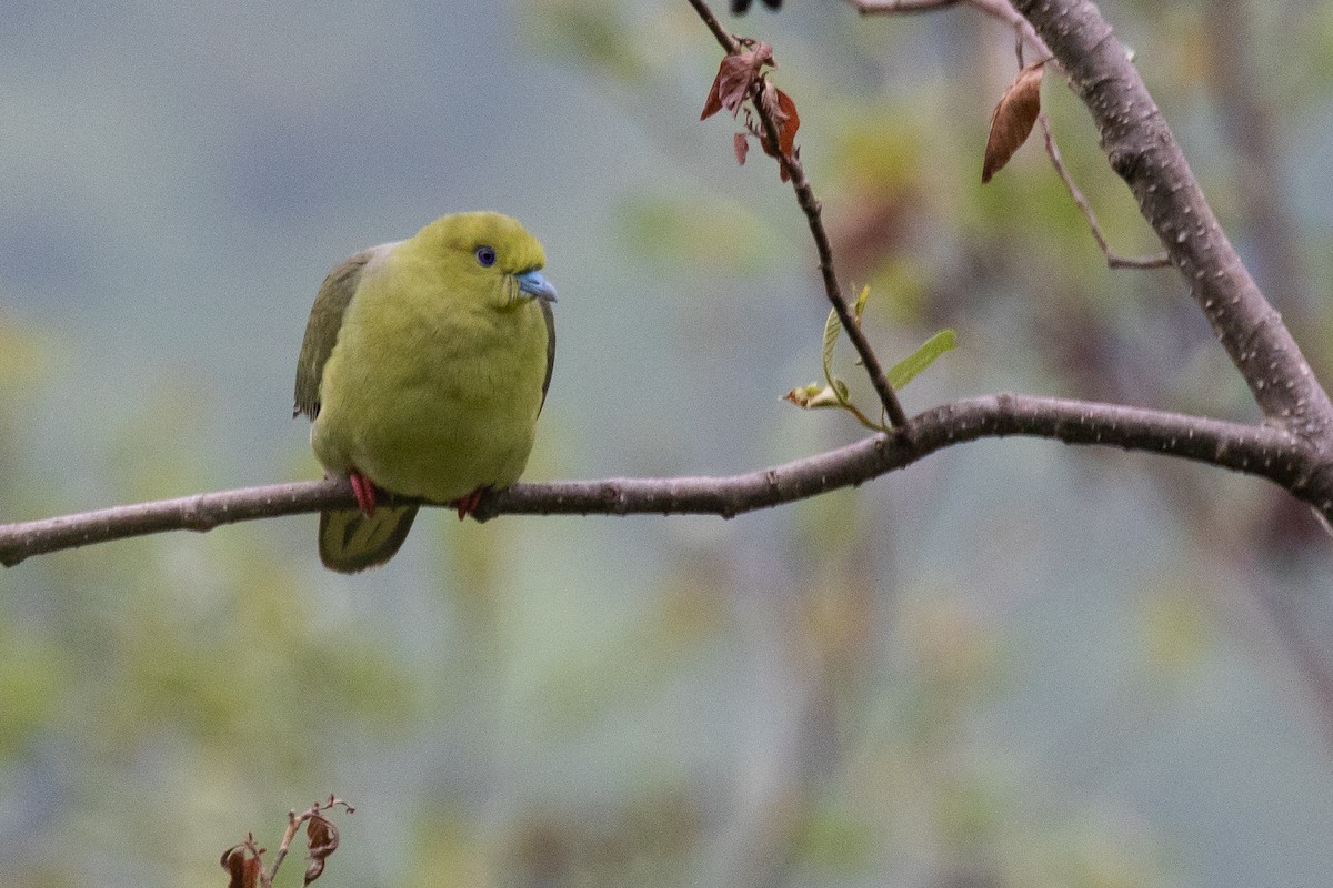 Wedge-tailed Green-Pigeon - ML625442549