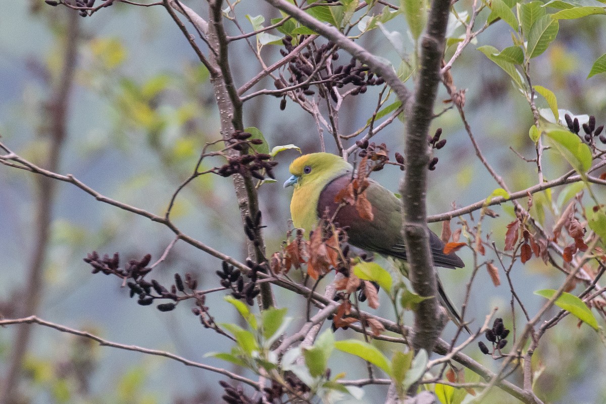 Wedge-tailed Green-Pigeon - ML625442550