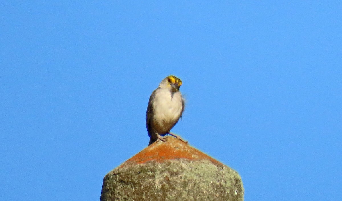 Yellow-browed Sparrow - ML625442699