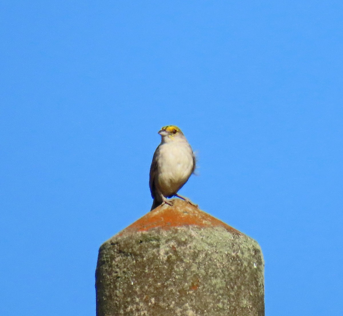 Yellow-browed Sparrow - ML625442700