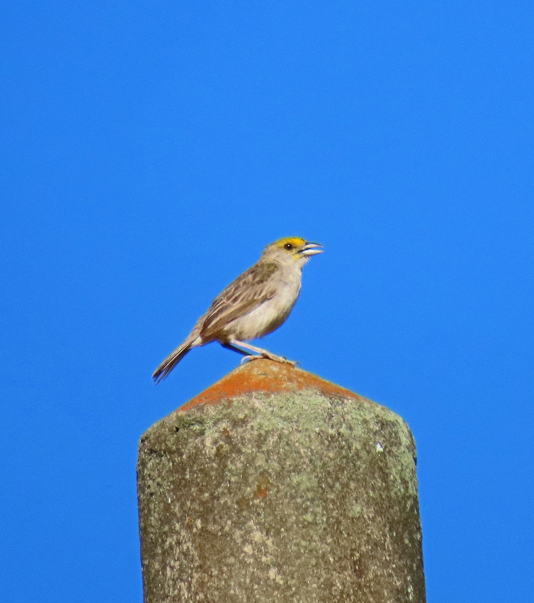 Yellow-browed Sparrow - ML625442701