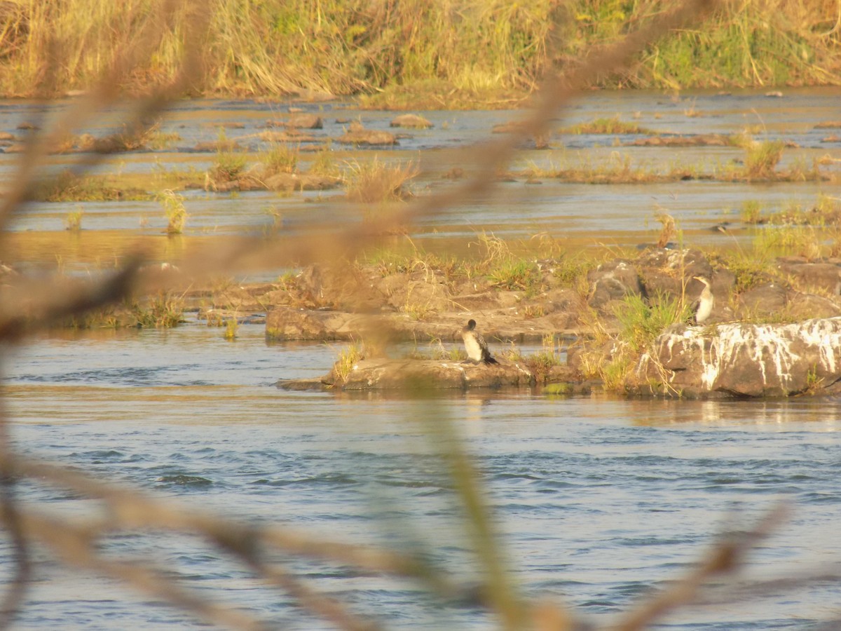 Reed Cormorant - ML625442807