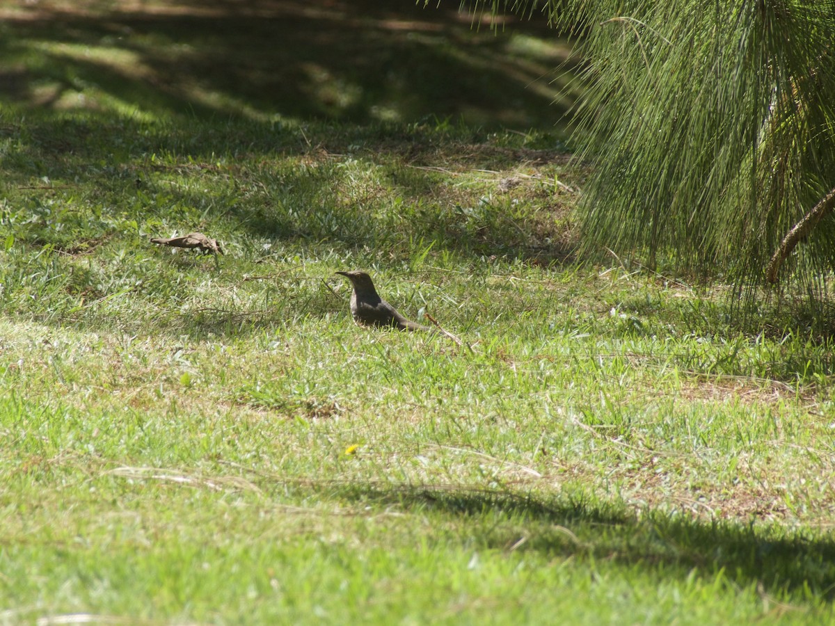 Curve-billed Thrasher - ML625442896