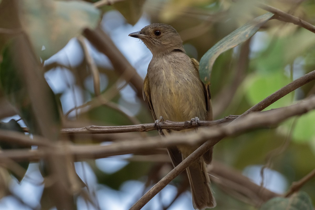 Pale-bellied Tyrant-Manakin - ML625443069