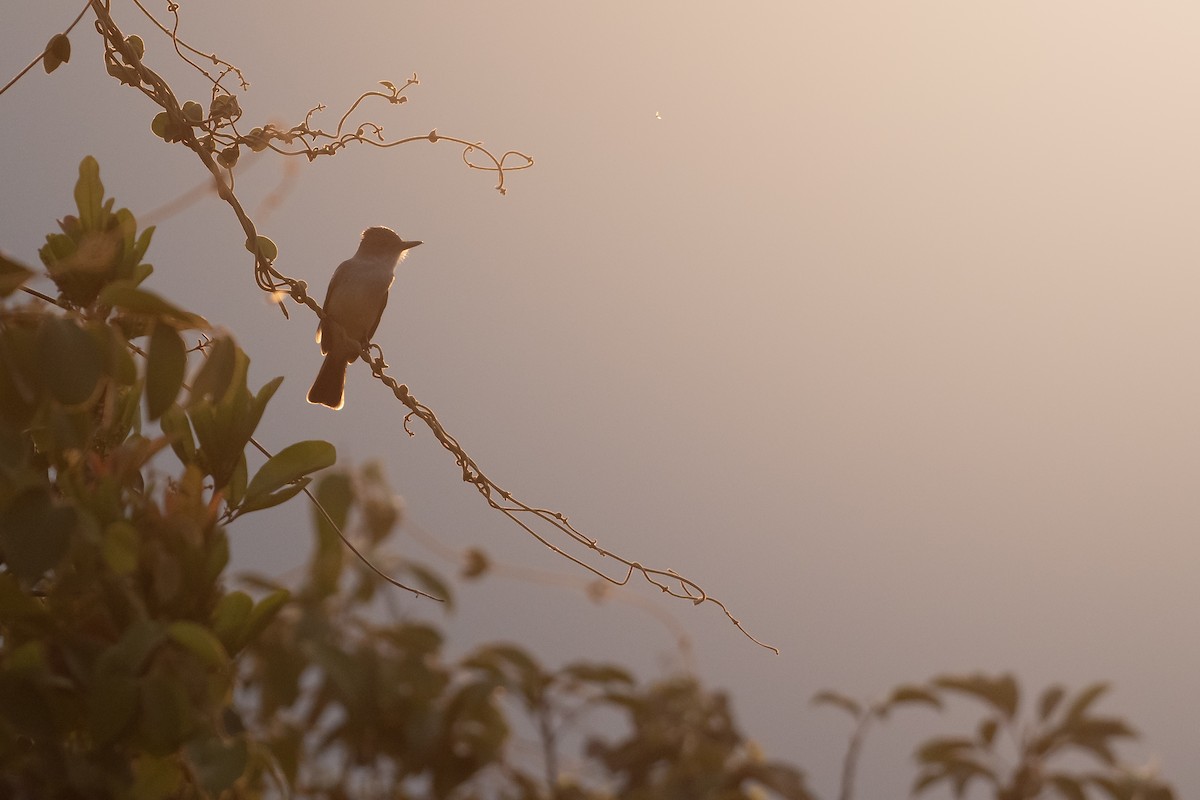 Brown-crested Flycatcher - ML625443085