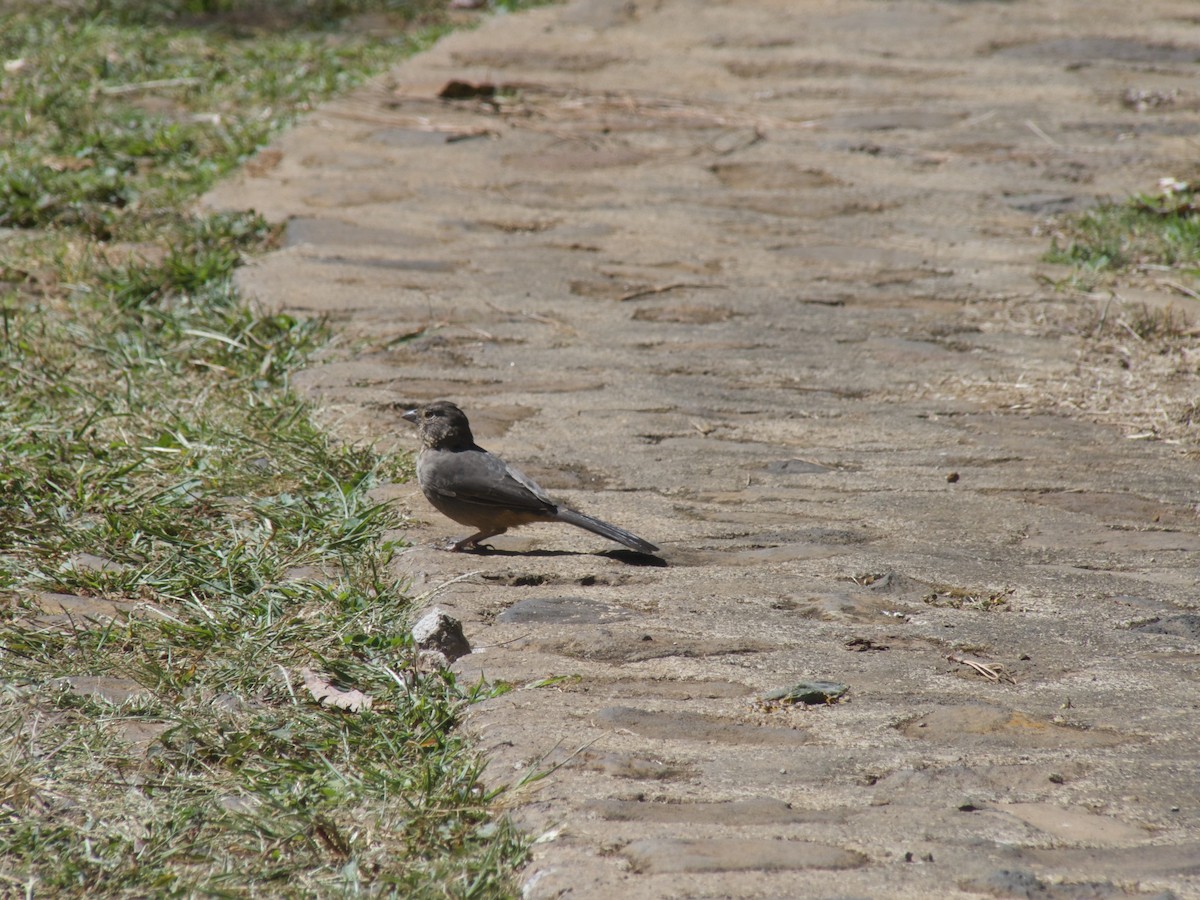 Canyon Towhee - ML625443092