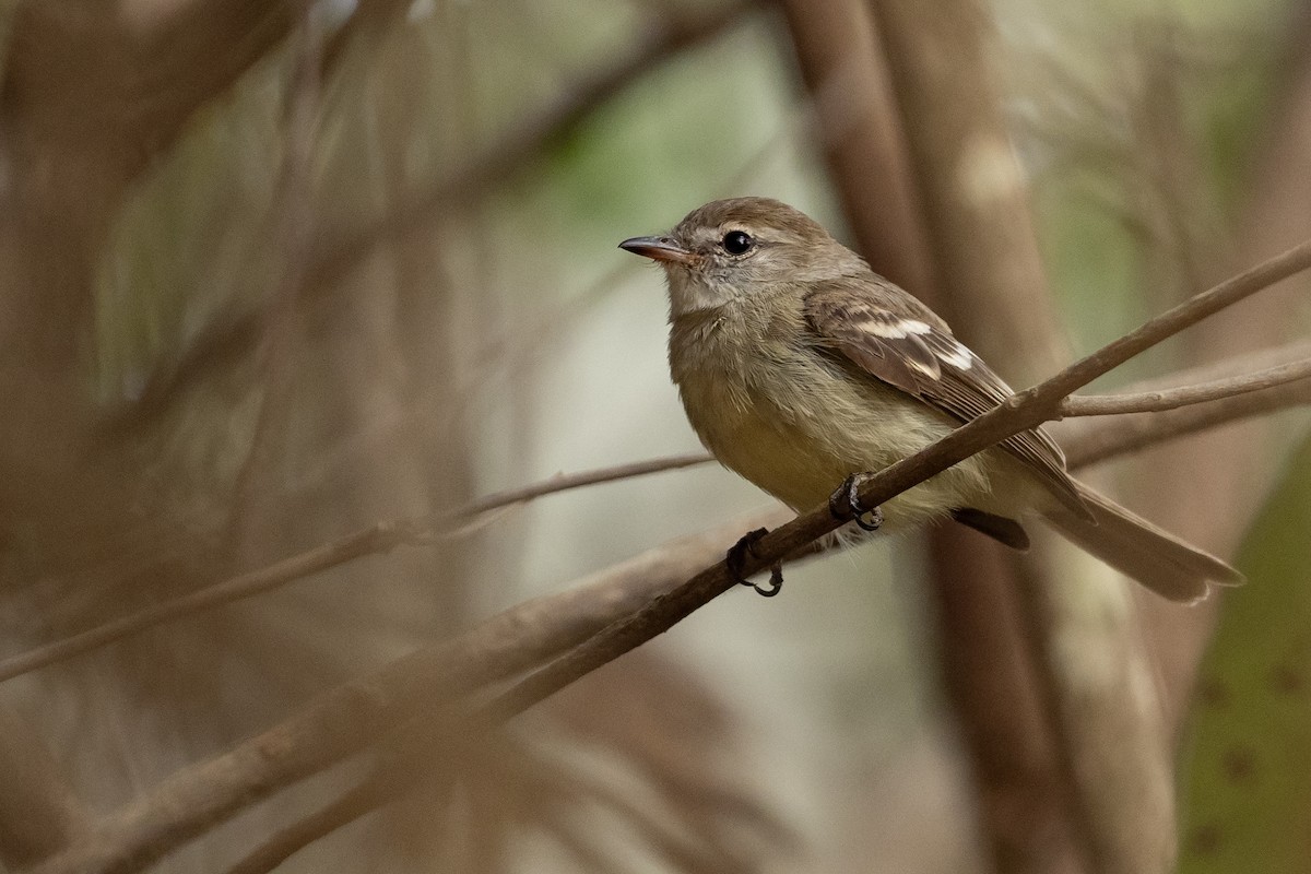 Mouse-colored Tyrannulet (Southern) - ML625443145