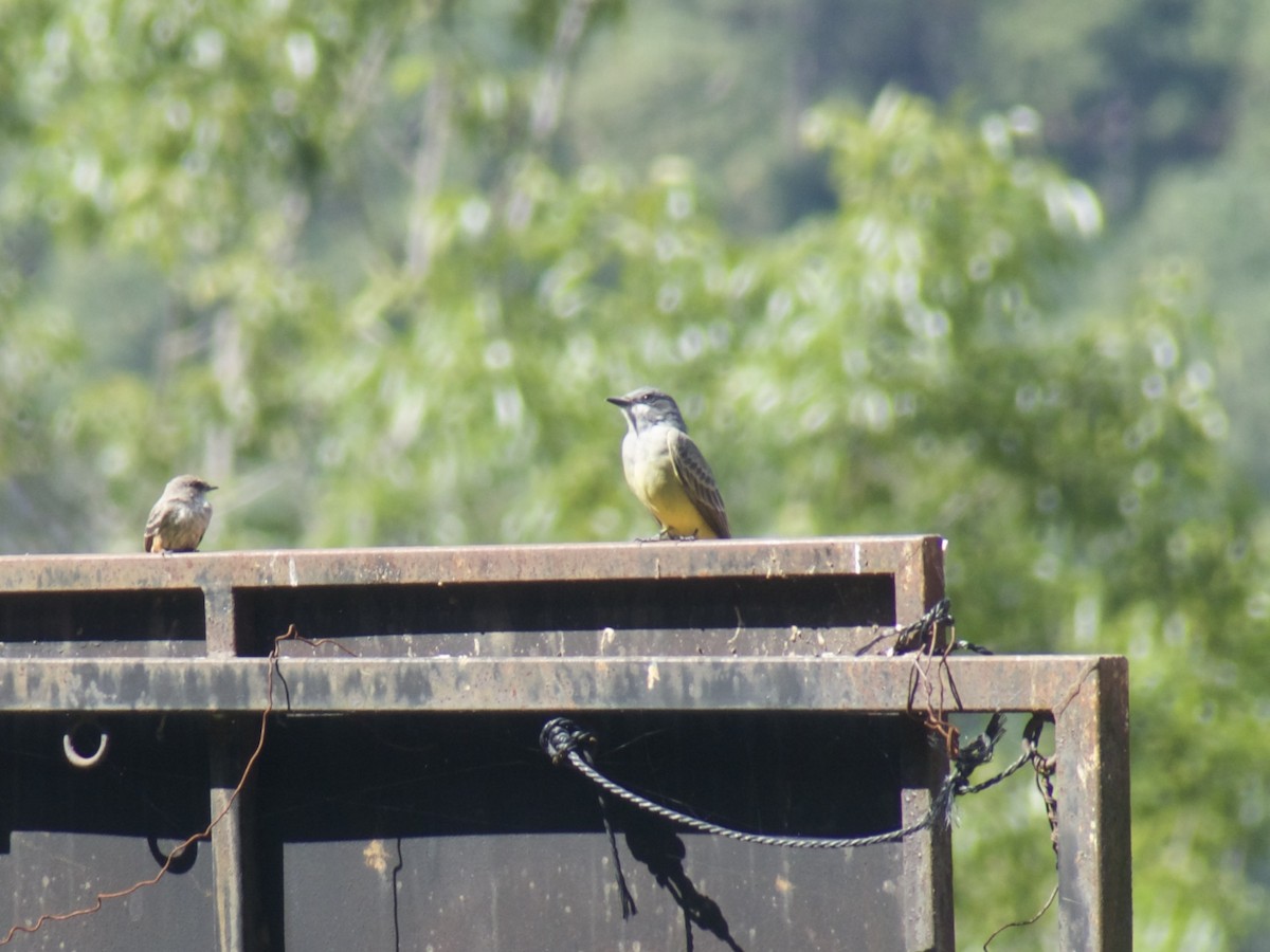 Cassin's Kingbird - ML625443156