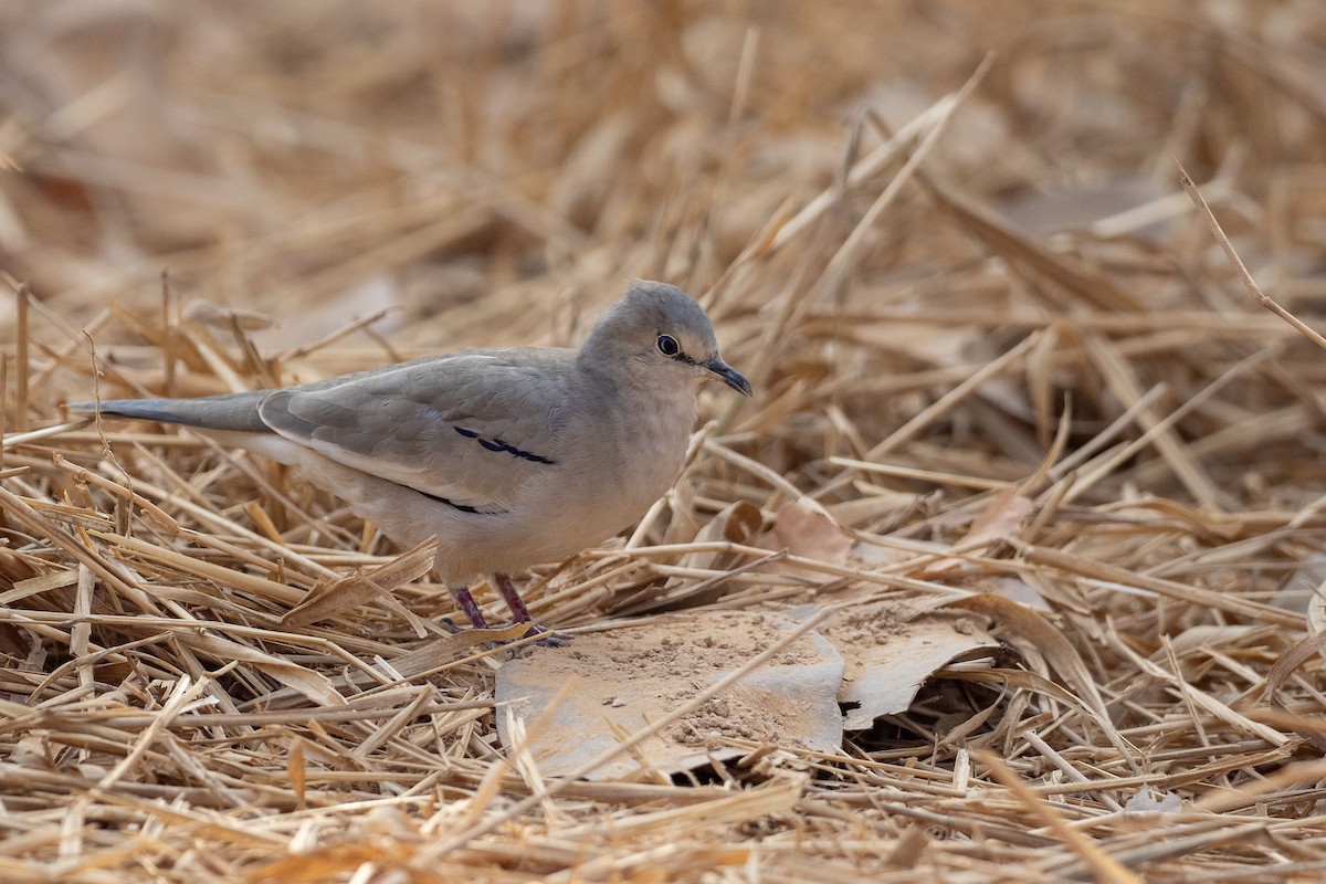 Picui Ground Dove - ML625443157