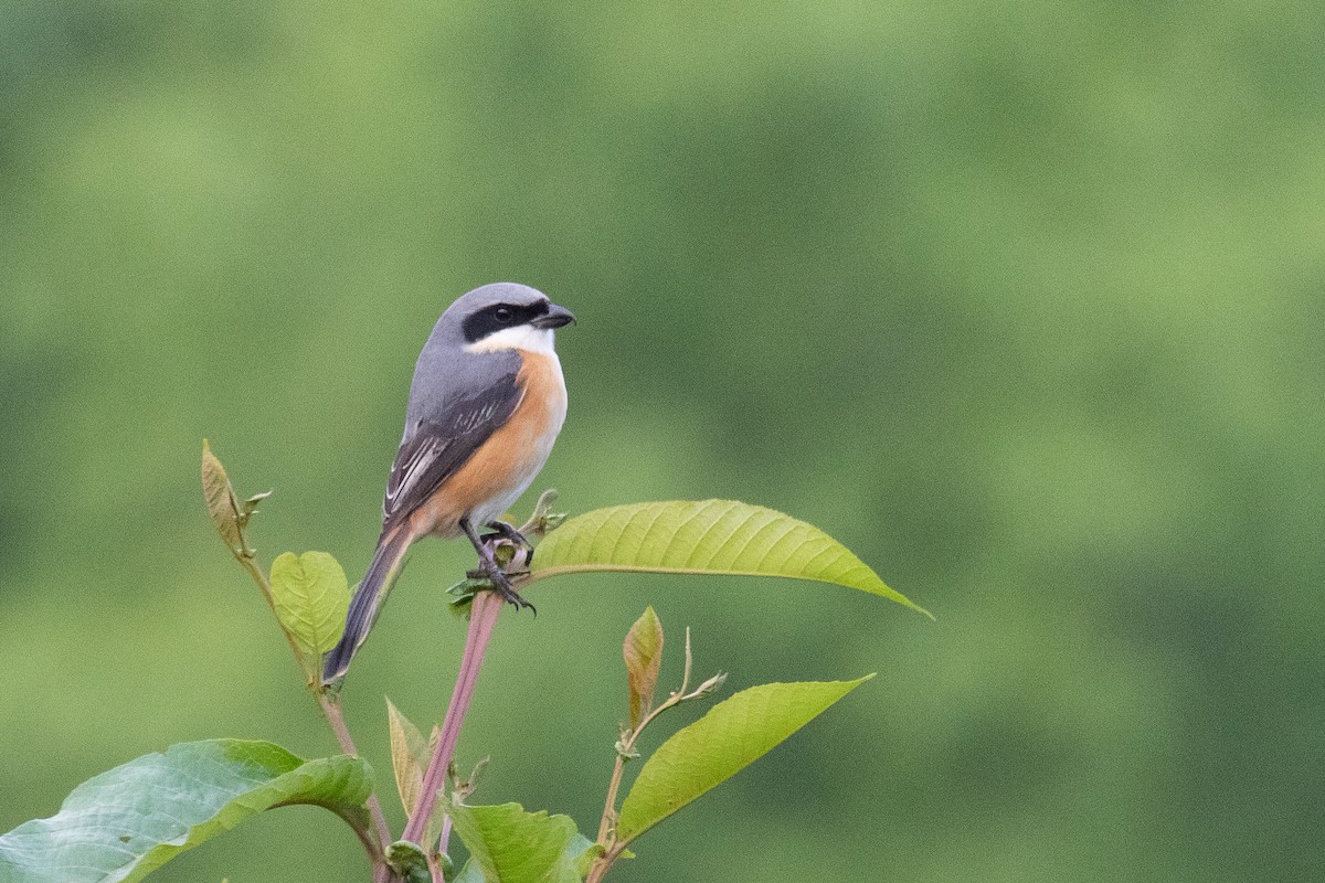 Gray-backed Shrike - ML625443171