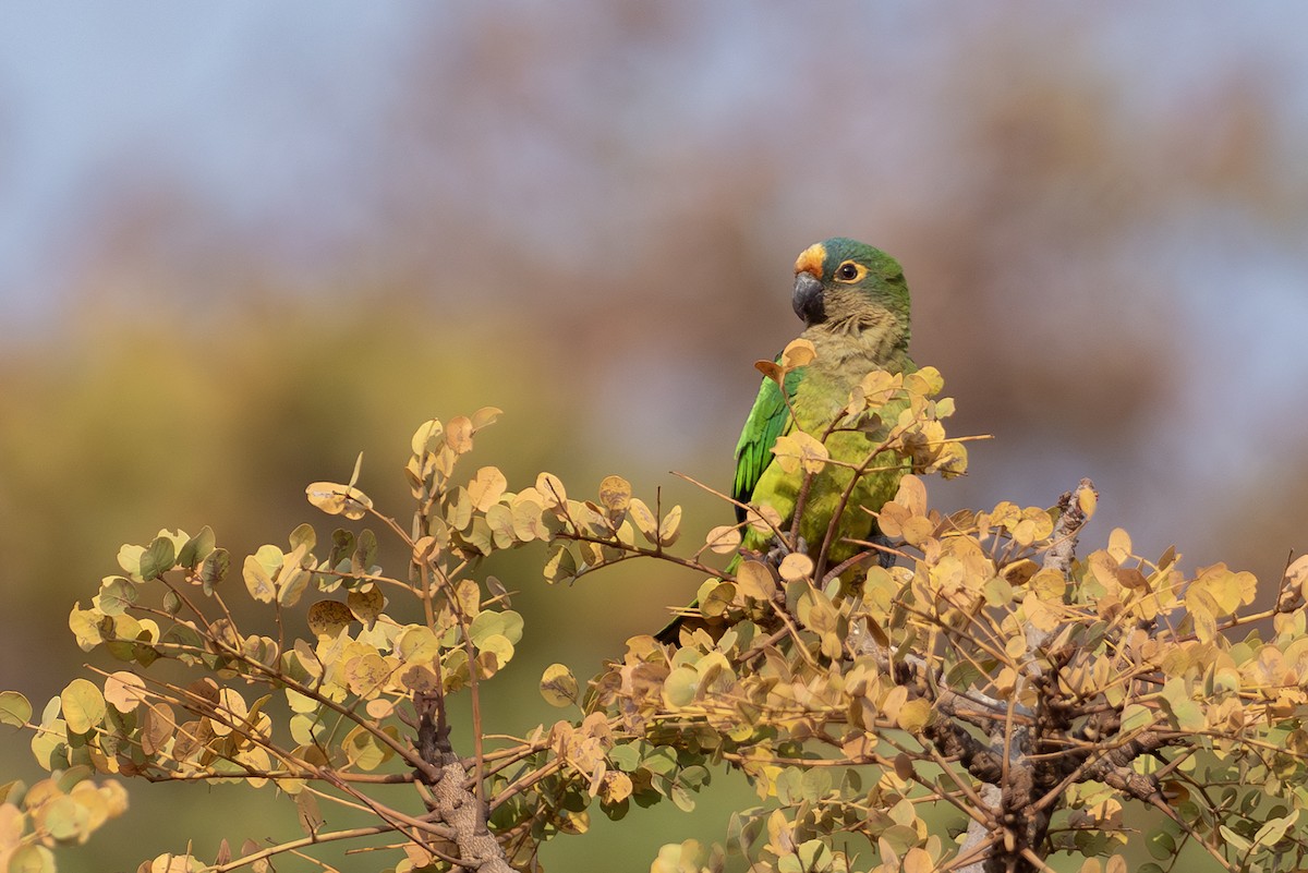 Peach-fronted Parakeet - ML625443190