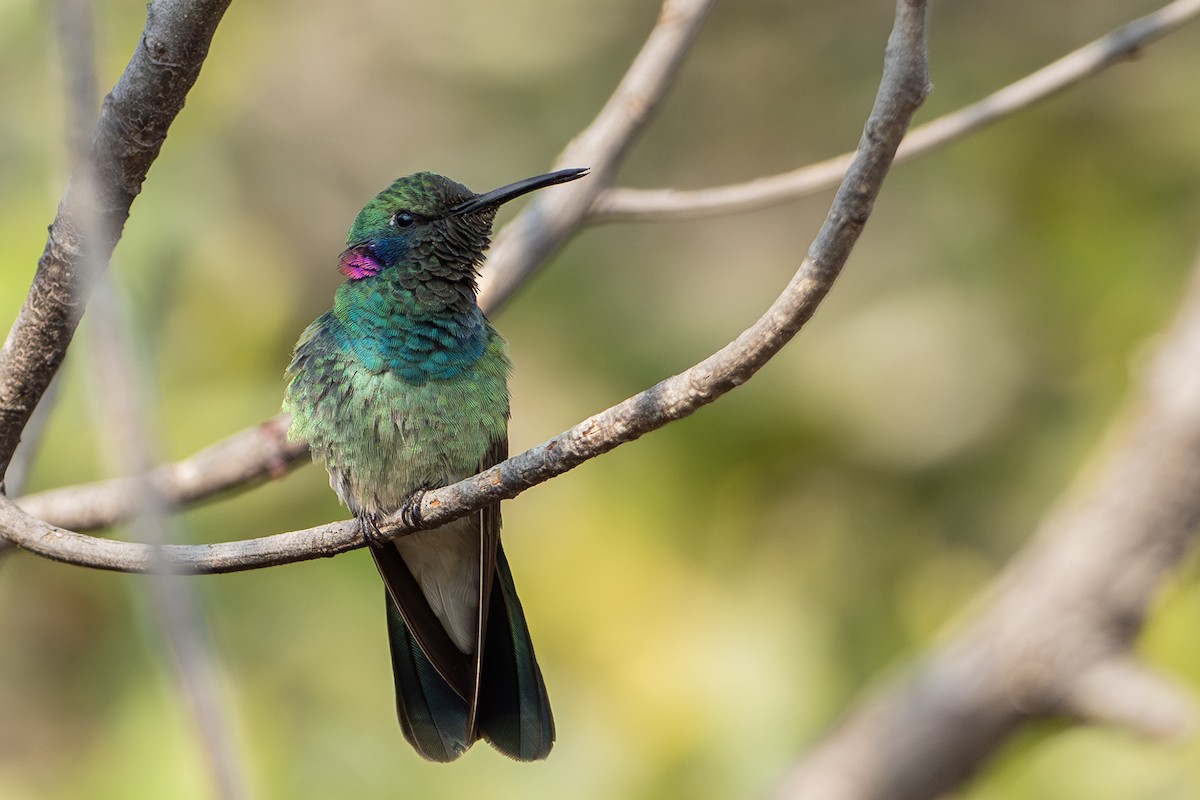 White-vented Violetear - ML625443237