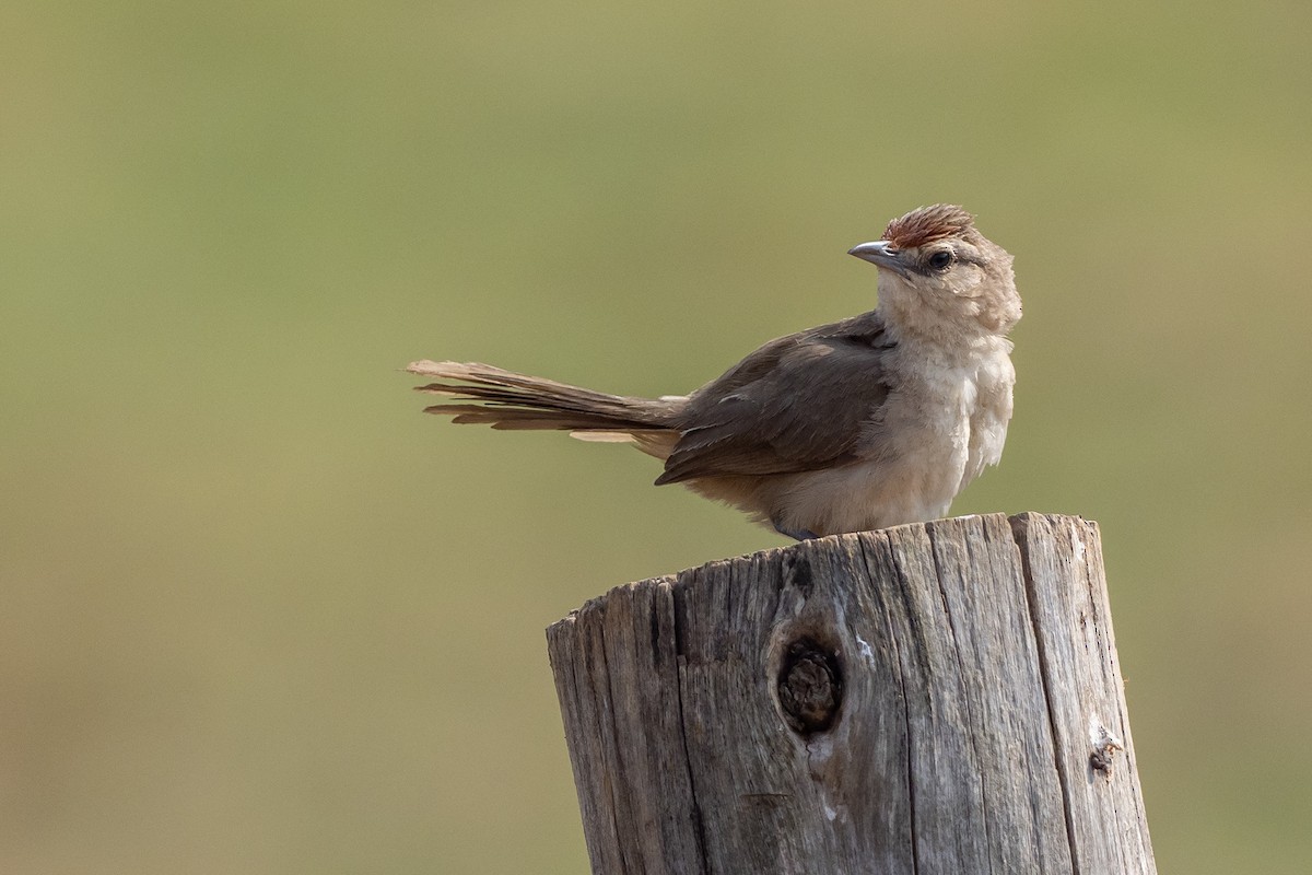 Rufous-fronted Thornbird - ML625443262