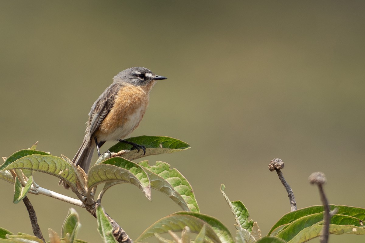 Gray-backed Tachuri - ML625443270