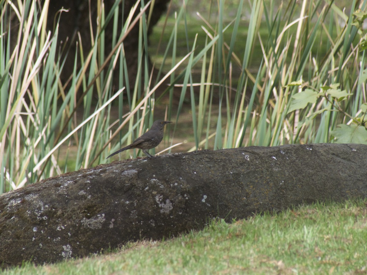 Curve-billed Thrasher - ML625443299