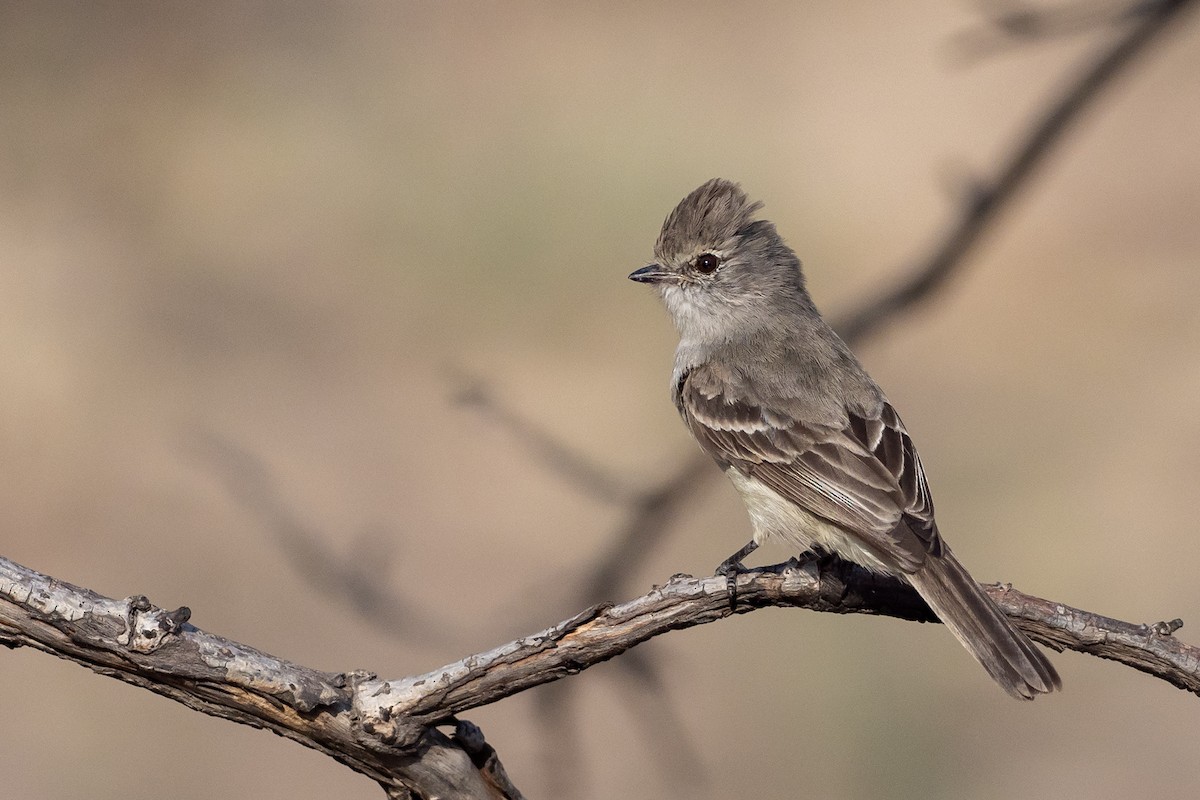 Southern Scrub-Flycatcher - ML625443321