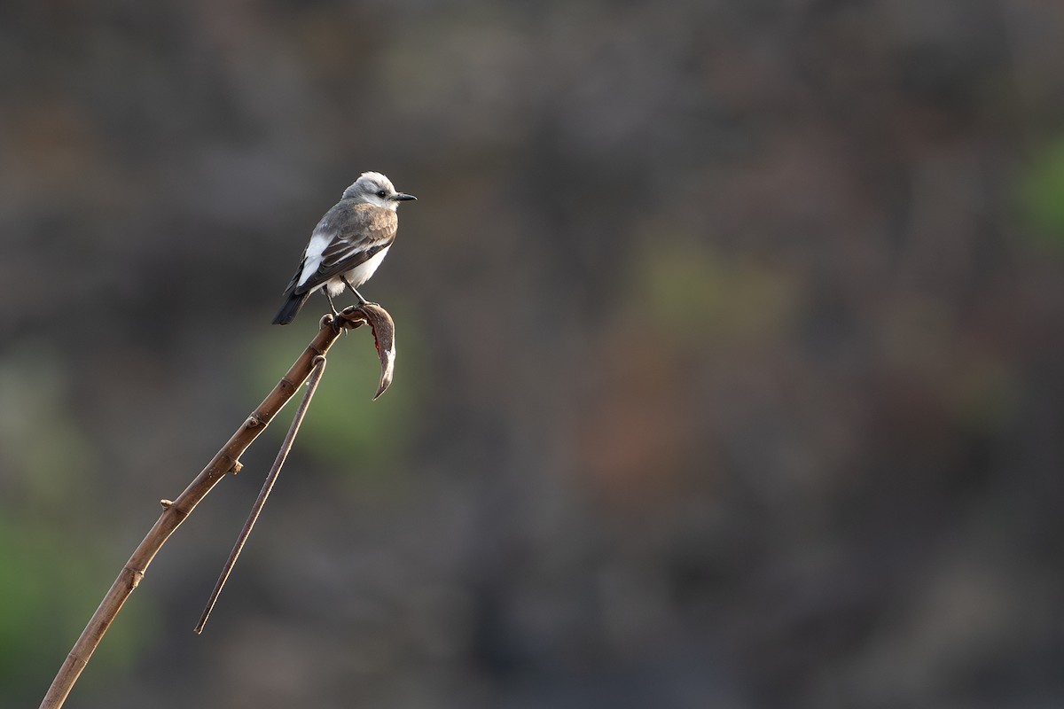 White-rumped Monjita - ML625443327