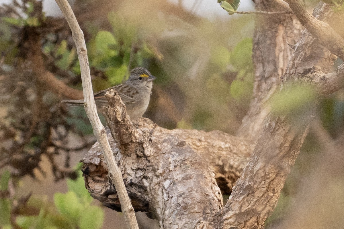 Grassland Sparrow - ML625443336