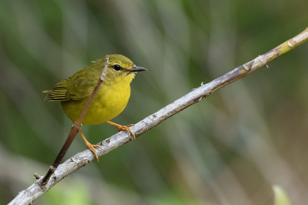 Flavescent Warbler - ML625443340