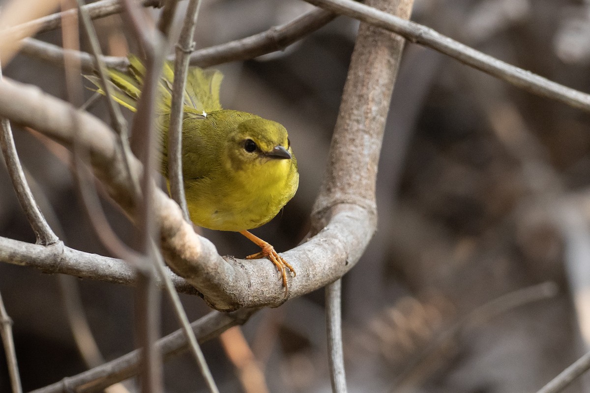 Flavescent Warbler - ML625443341