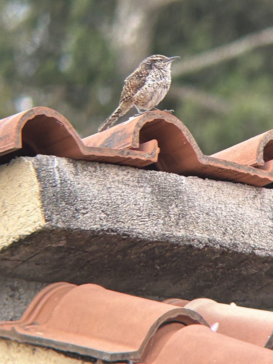 Spotted Wren - ML625443362