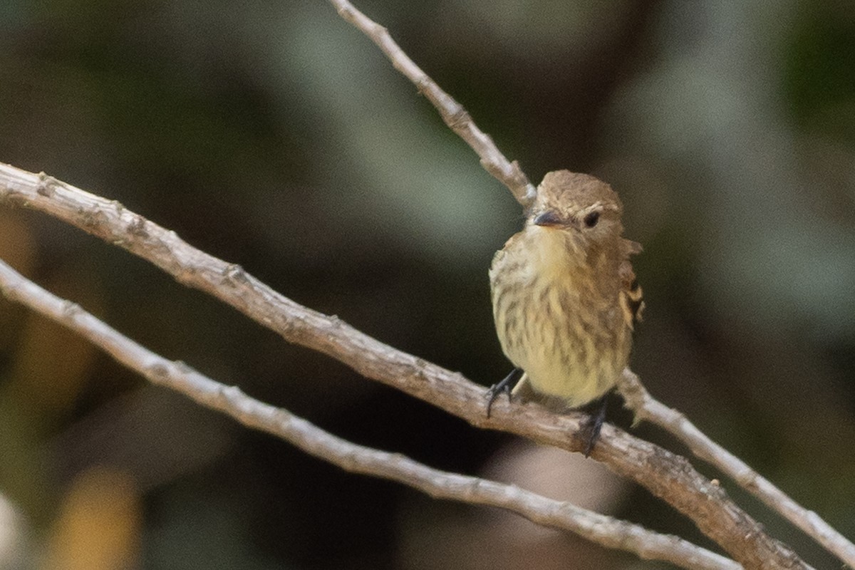 Bran-colored Flycatcher - ML625443374