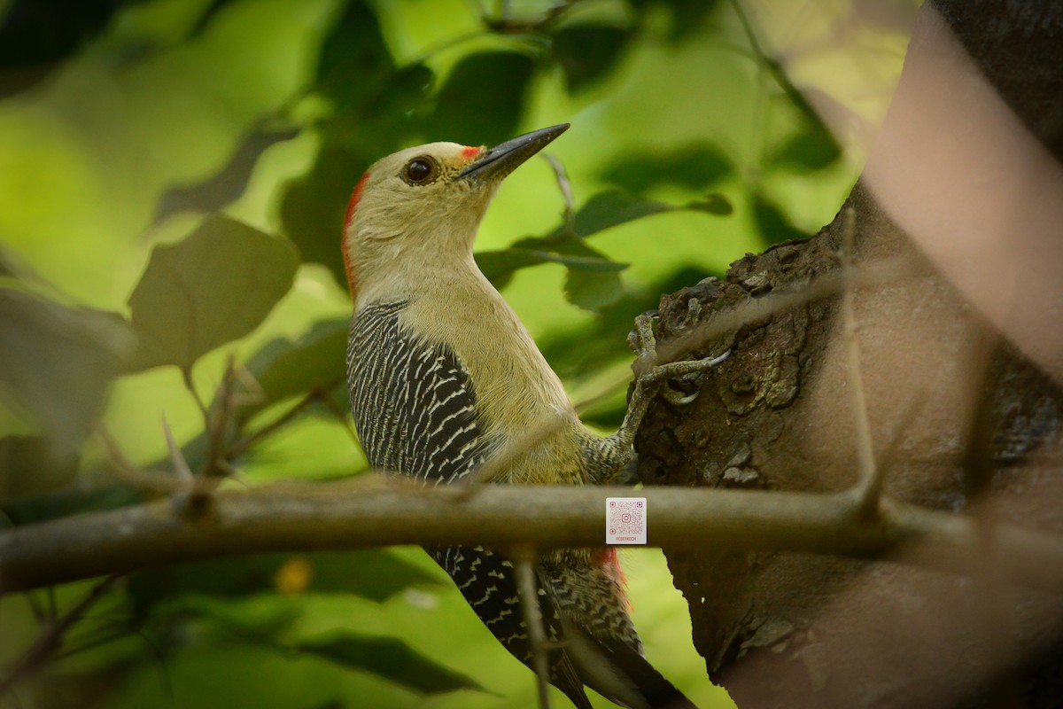 Golden-fronted Woodpecker - ML625443454
