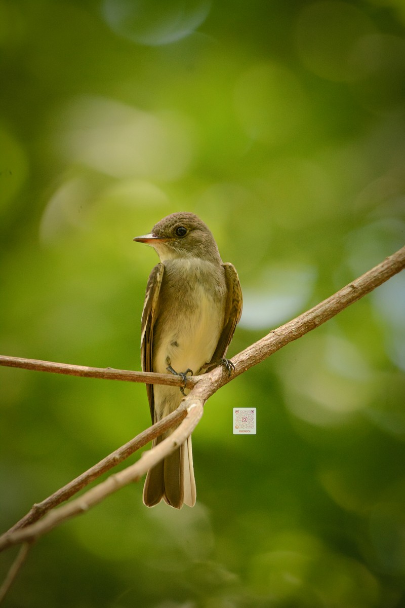 Northern Tropical Pewee - ML625443457