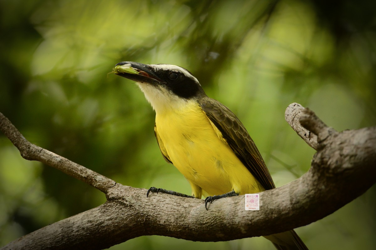 Boat-billed Flycatcher - ML625443462