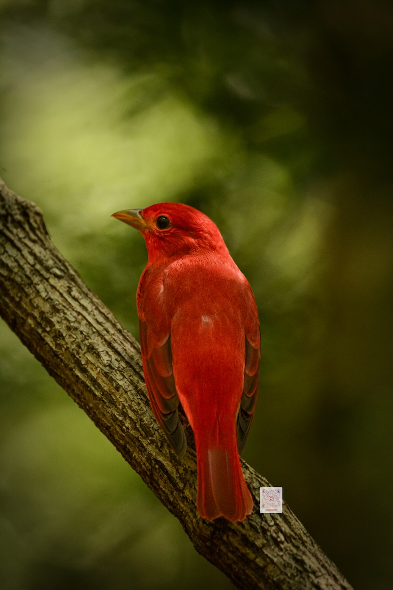 Summer Tanager - ML625443467