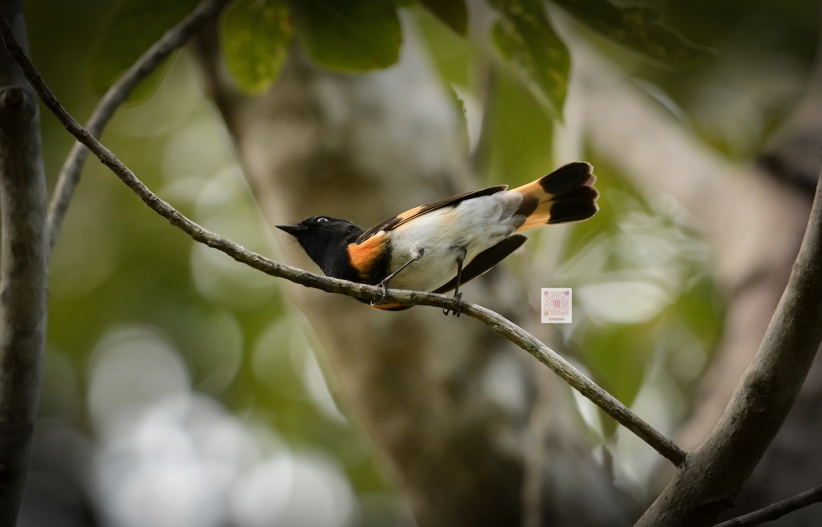American Redstart - ML625443508