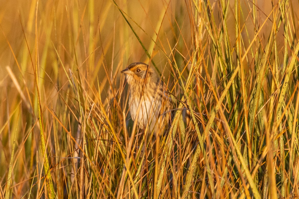 Nelson's/Saltmarsh Sparrow (Sharp-tailed Sparrow) - ML625443717