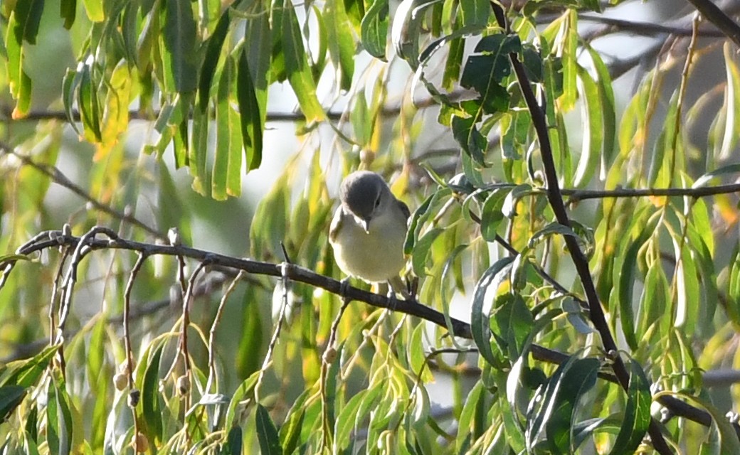 Vireo sp. - ML625443756