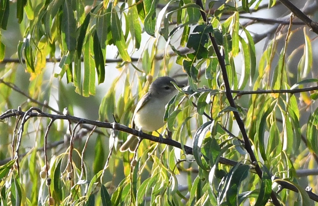 Vireo sp. - ML625443758