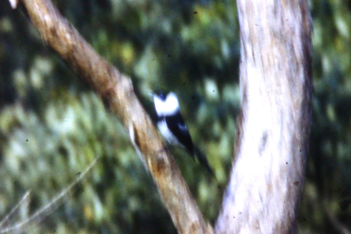 Pied Monarch - ML625443801